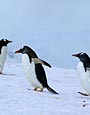 Neko Harbour, Gentoo Penguins