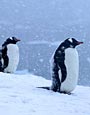 Neko Harbour, Gentoo Penguins