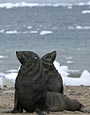 Neko Harbour, Southern Fur Seals