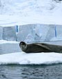 Paradise Harbour, Leapard Seal