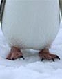 Neko Harbour Gentoo Penguin