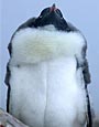 Jougla Point, Gentoo Penguin