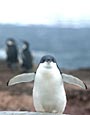 Peterman Island, Adelie Penguin