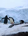 Port Lockroy, Gentoo Penguins