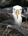 Waved Albatross,