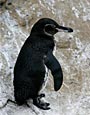 Galapagos Penguin,