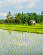 Rice Fields, near Ubud, Bali