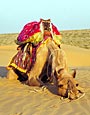 Resting Camel,